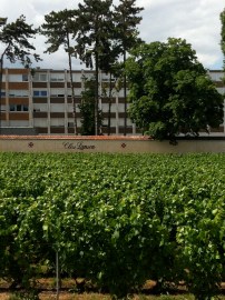 Clos Lanson vines